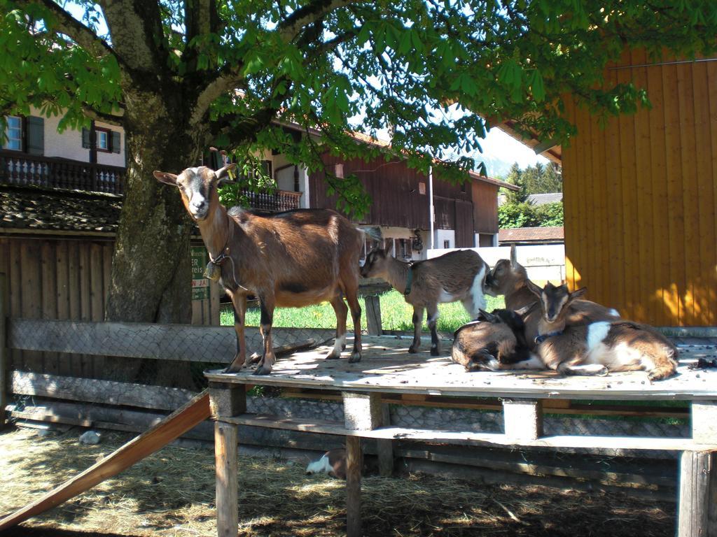 Familien-Bauernhof-Berghammer Rottach-Egern Ruang foto